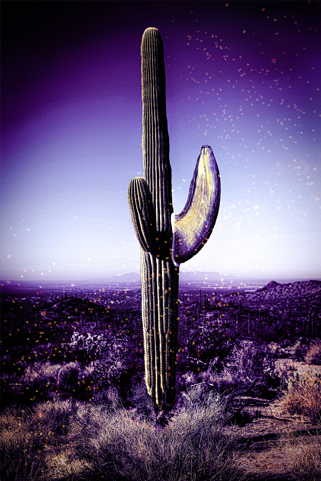 Cactus Banana